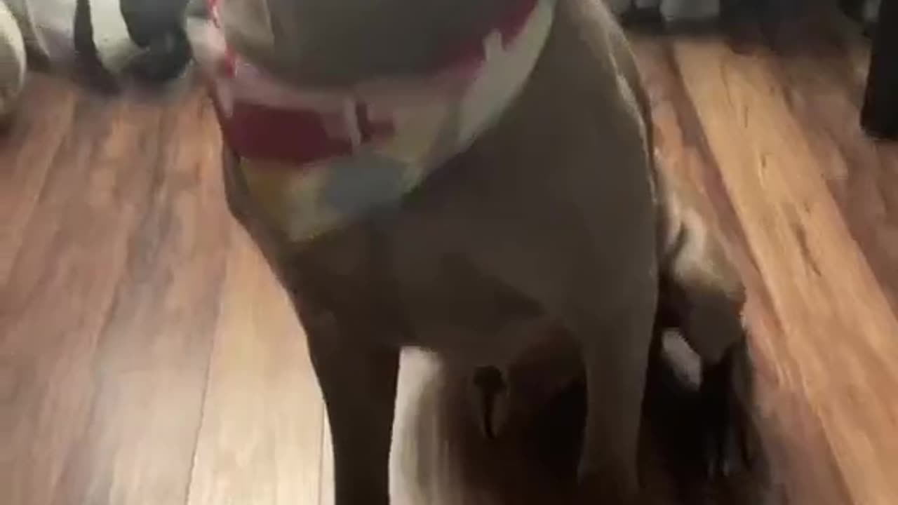hat for dog and cat