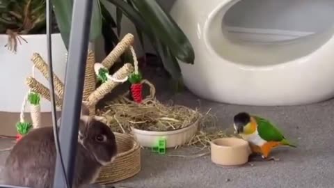 The stand offs continue! 🥹