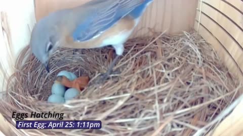 Tiny, Fluffy Bluebirds in My Nest Box Make the Sweetest Sounds!