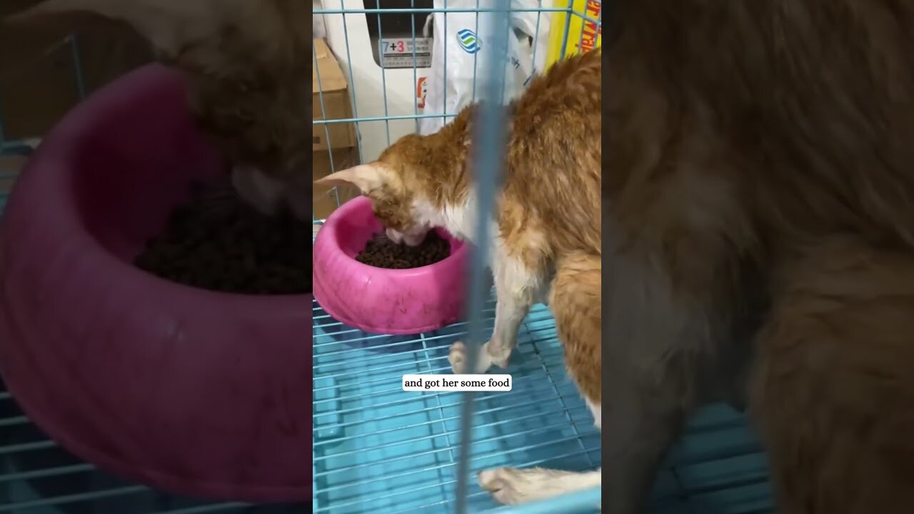 Ориентала выбросили на мусор и мужчина спас его