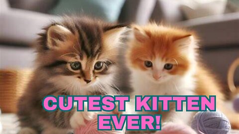 This kittens so cute 🥰