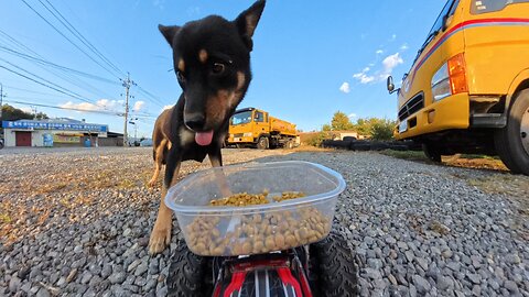 This puppy got mad because he wanted all the food 😂