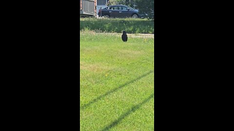 Big Bad Crow Strutting