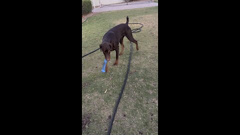 Charlie video of the day