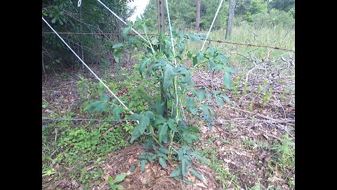 Second Round Of Tomato Plants In Southern Mississippi 6/22/25