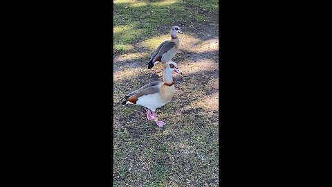 Two Egyptian Goose 🪿 #egyptiangoose #followme #shorts #viral #trending