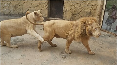 King of Jungle With her Queen