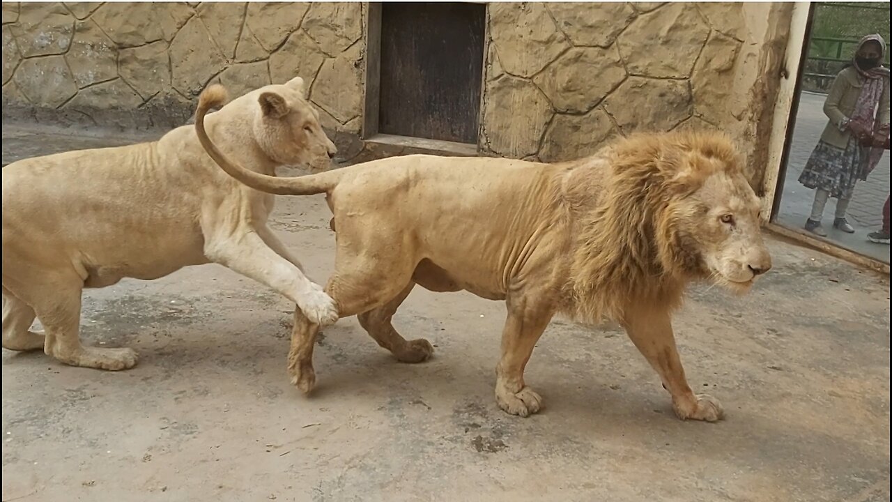 King of Jungle With her Queen