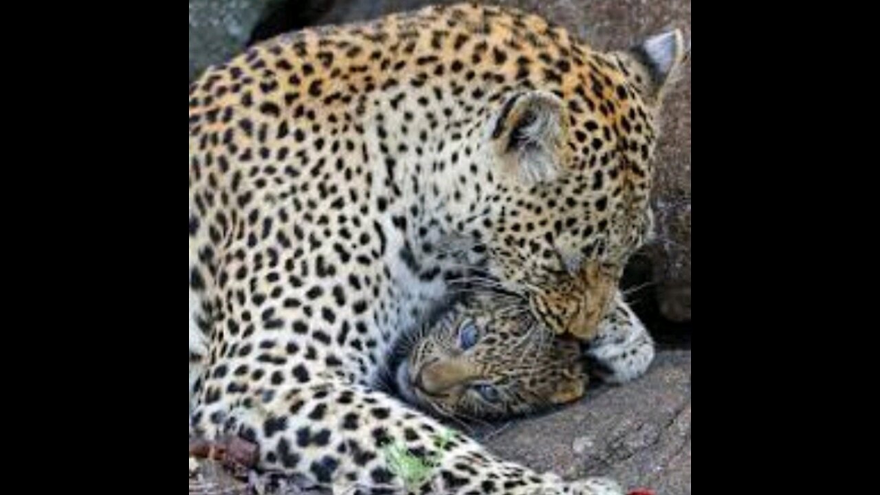 Leopard CUBS Hiding Home!!!