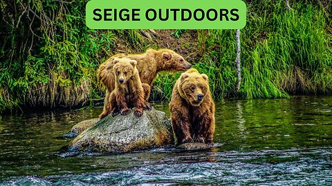 Katmai National Park Bear Feeding Live Stream!