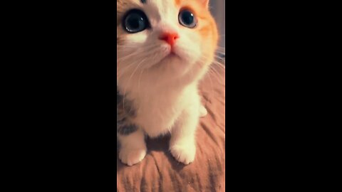 Kitten Meow 🐈 #cat #catlover #cats #foryou #fyp