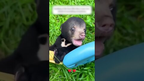 The bear remained an orphan and people found him a new home