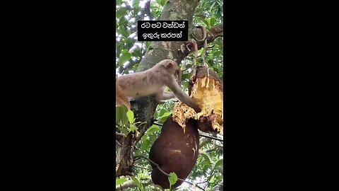 monkey eat Jack fruit