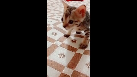 cute kitten