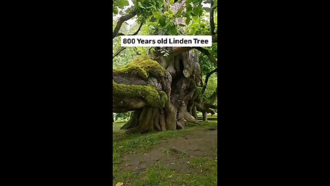the oldest tree in the world