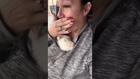 funny animals