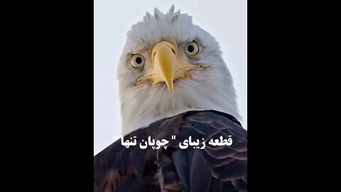 eagle life