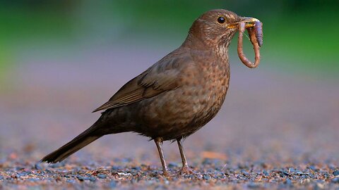 The Juvenile Blackbird is on the Road Again