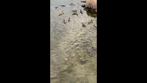Mallard Ducks 🦆 #mallardducks #shorts #ducks #duck #followme #viral #trending