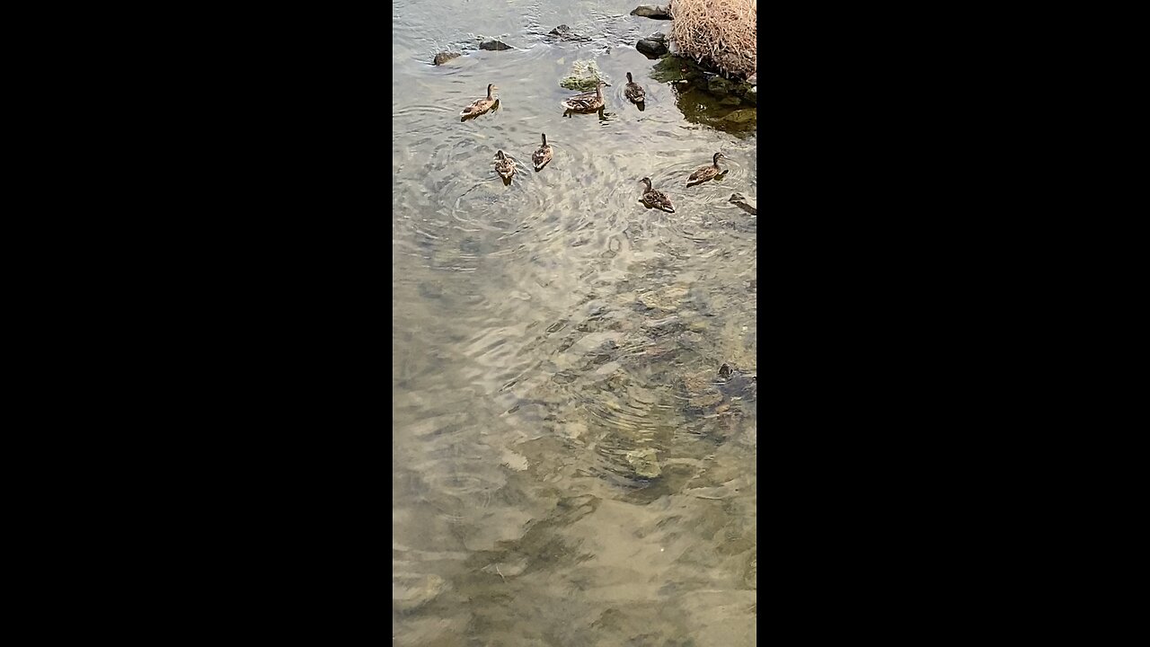 Mallard Ducks 🦆 #mallardducks #shorts #ducks #duck #followme #viral #trending