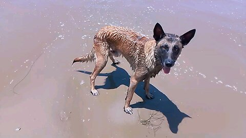 Beach day with Rex