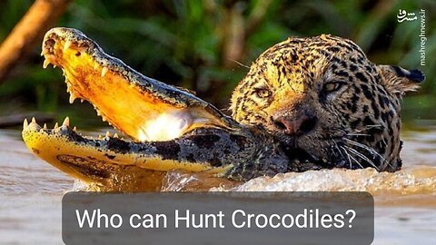 "Jaguar Attacks Crocodile – Ultimate Predator Showdown!"