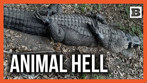 Florida House of Horrors: Drugs, Dogs, and a 9-Foot Gator