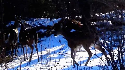 White-tailed deer