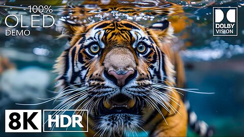 Incredible Visual Experience in ULTRA HD HDR Dolby Vision (8K/4K TV Video)
