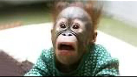 😂 FUNNIEST MONKEYS - Cute And Funny Monkey Videos Compilation [BEST OF] 🐒