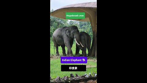 A symbol of wisdom and power in India’s wild heart. #IndianElephant #WildlifeIndia