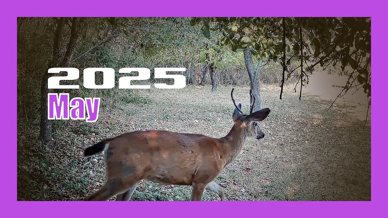 2025 May Trail Camera