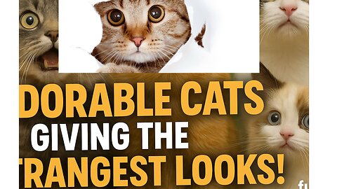Funny & Cute: Adorable Cats Giving the Strangest Looks