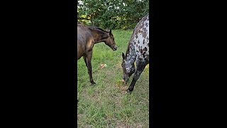 Natural Deworming of horses.