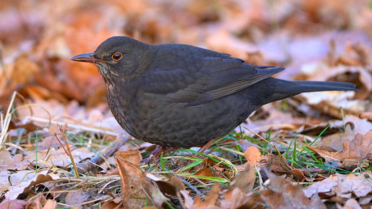 Female Blackbird Foraging in Snowless Winter