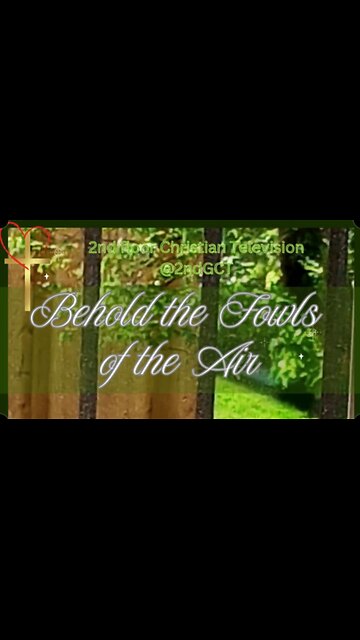 Behold the Fowls of the Air The Lord Provides Inspirational Scripture Matthew 6:26 #kjv