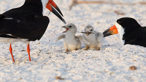 Day 11: Black Skimmer Chicks Thrive on the Beach