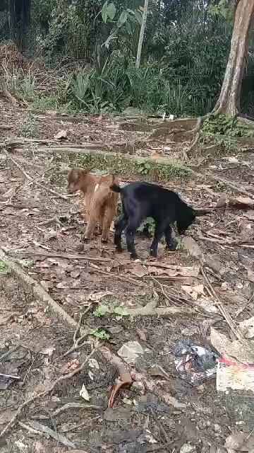 Kambing in malaysia