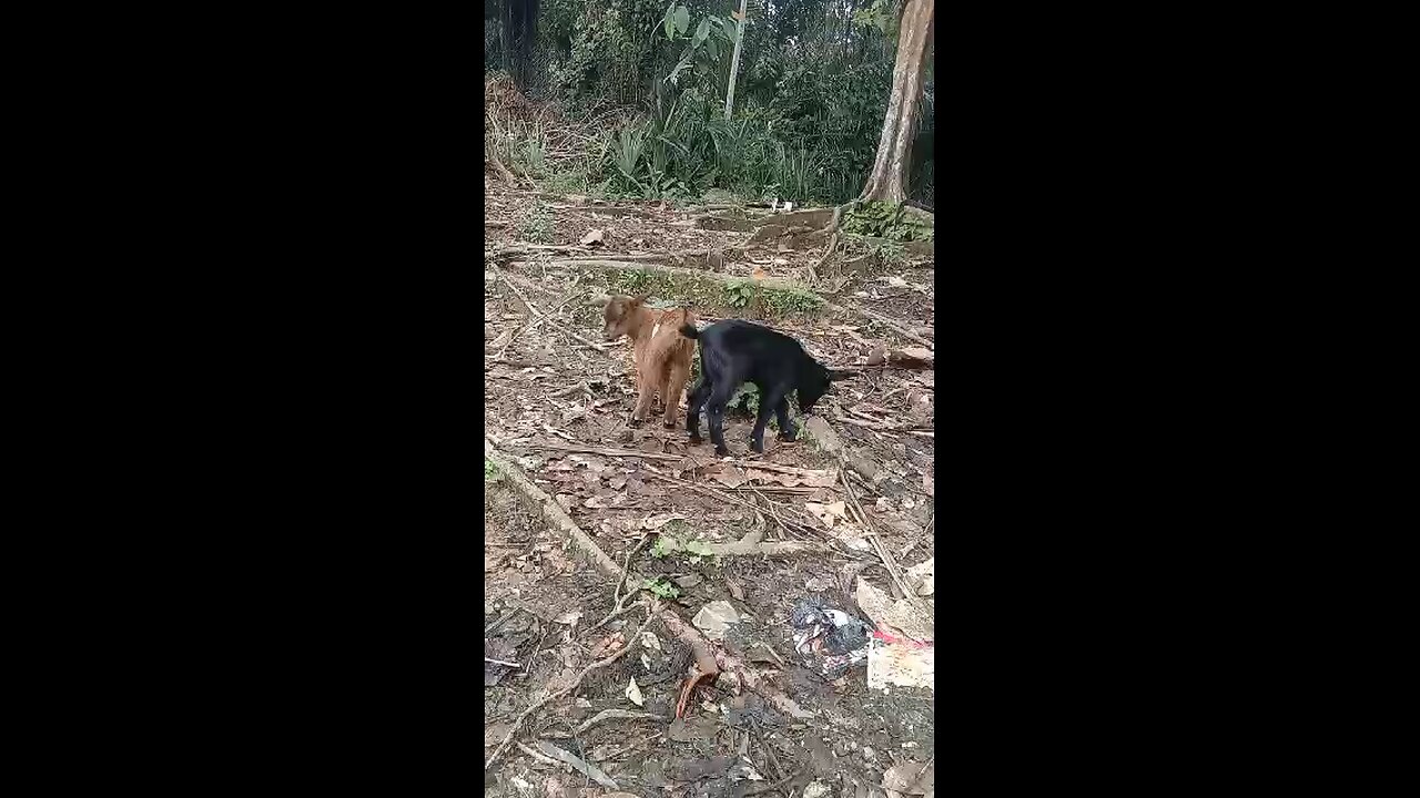 Kambing in malaysia