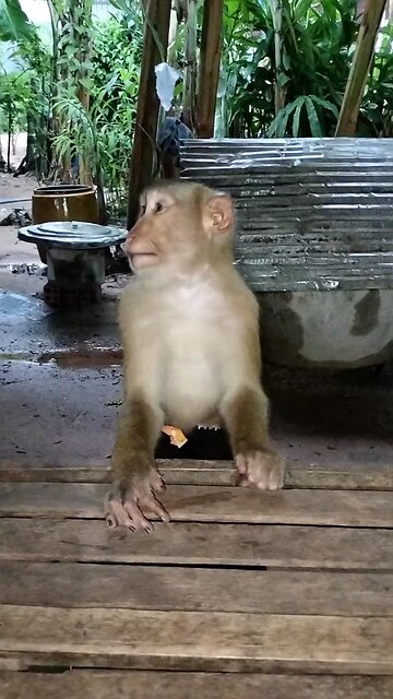 Well Best SokYaa, OG, Pao & Mom Are Famous Around The World #shorts #anime #trend #edit