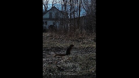 Deer Cam Squirrel 01 22 2026 Game Cam Trail Camera