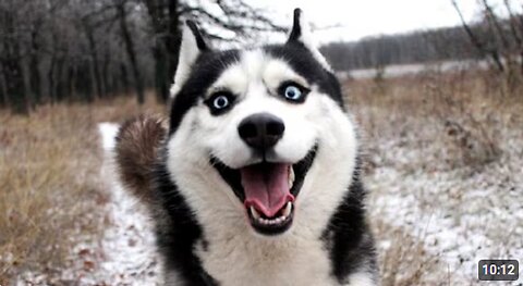🤣Funny Animals Videos 🤣Best Of The Funny Animal Videos # 😁