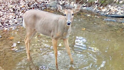 Deer Walking Through Water