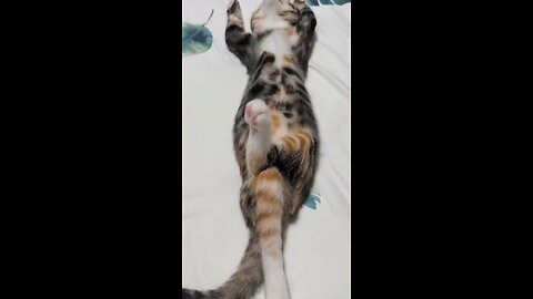 cat is cutr