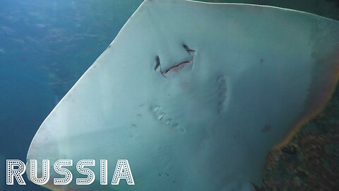 [RU] Krasnogorsk: Walking Tour [Crocus City Oceanarium "Seas and Oceans" / Panasonic HC-X1600]
