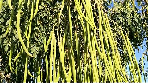HEALTH BENEFITS OF THE MORINGA TREE AKA THE TREE OF LIFE. 💕