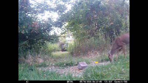 Deer Cam 09 18 2025 Game Cam Trail Cam