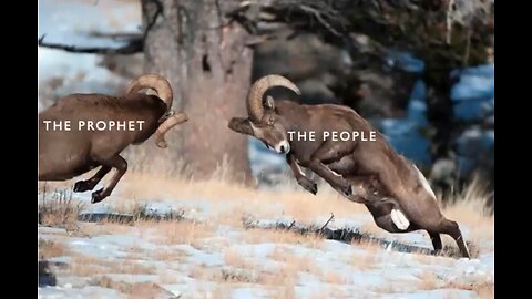 Hardheaded Hebrews