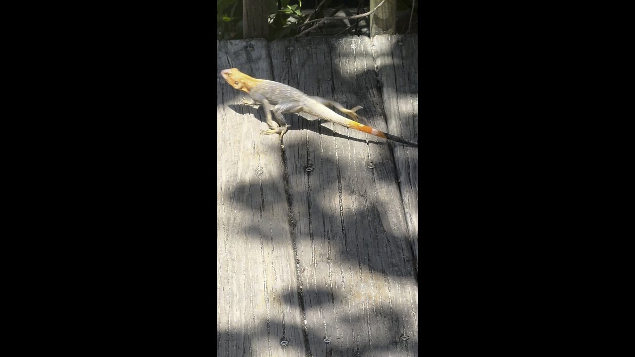 African Redhead Agama Lizard | 4K