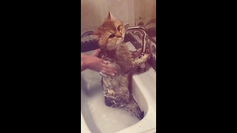 Follow for more funny cat moments! 🐾
